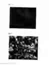 Fig. 10 - Coated copper particles and method for producing the same