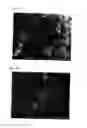Fig. 14 - Coated copper particles and method for producing the same