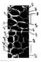 Fig. 05 - Mechanical reticulation of polymeric-based closed cell foams