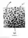 Fig. 07 - Mechanical reticulation of polymeric-based closed cell foams