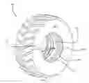 Fig. 03 - Fluid reservoir within a tire