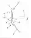 Fig. 06 - HORSE SNAFFLE BIT HAVING TWO SIDE RINGS AND A SHACKLE