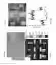Fig. 04 - Covalently patterned graphene surfaces by a force accelerated cycloaddition reaction