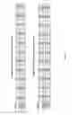 Fig. 06 - Histone deacetylase inhibitors and methods for use thereof
