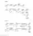 Fig. 12 - Prodrugs and methods of use thereof