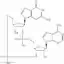 Fig. 543 - Cyclic di-nucleotide compounds as sting agonists