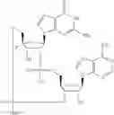 Fig. 559 - Cyclic di-nucleotide compounds as sting agonists