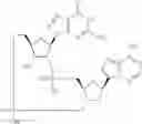 Fig. 846 - Cyclic di-nucleotide compounds as sting agonists