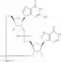 Fig. 915 - Cyclic di-nucleotide compounds as sting agonists