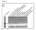 Fig. 03 - Method for reducing the DNA content of a fermentation broth