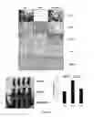 Fig. 07 - Transactivator of transcription (TAT) proteins and preparation method