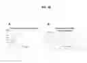 Fig. 24 - COMPOSITIONS AND METHODS TO INCREASE PRODUCTION