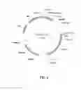 Fig. 07 - Protein secretory factor with high secretory efficiency and an expression vector comprising the same