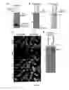 Fig. 05 - Amyloid precursor protein (APP) based Ã#-secretase inhibitor peptides, and methods of use