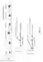 Fig. 28 - Superagonists, partial agonists and antagonists of interleukin-2