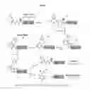 Fig. 10 - Thioamide-modified peptides and uses thereof