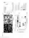 Fig. 15 - MUTANT SMOOTHENED AND METHODS OF USING THE SAME