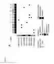 Fig. 17 - MUTANT SMOOTHENED AND METHODS OF USING THE SAME