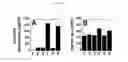 Fig. 06 - Antibodies and processes for preparing the same