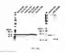 Fig. 31 - Engineering of immunoglobulin domains