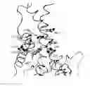 Fig. 01 - Anti-IL-23 antibody compositions