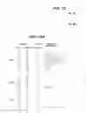 Fig. 20 - HUMANIZED ANTI-BETA7 ANTAGONISTS AND USES THEREFOR