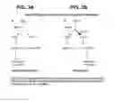 Fig. 04 - Endoglin antibodies