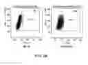 Fig. 04 - ADENOVIRAL TARGETING, COMPOSITIONS AND METHODS THEREFOR