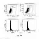 Fig. 22 - ADENOVIRAL TARGETING, COMPOSITIONS AND METHODS THEREFOR