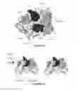 Fig. 02 - Humanized antibodies against CEACAM1