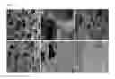 Fig. 03 - Foamed polyurethane polymers for the regeneration of connective tissue