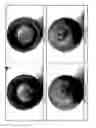 Fig. 02 - COMPOSITE MATERIAL COMPRISING ETHYLENE/PROPYLENE COPOLYMER AND METHOD FOR PREPARING THE SAME