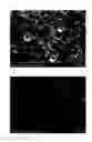 Fig. 03 - BELT
