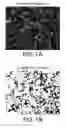 Fig. 02 - Aqueous primer composition for enhanced film formation and method of using the same