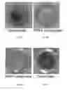 Fig. 08 - POLYMER COATING COMPRISING 2-METHOXYETHYL ACRYLATE UNITS SYNTHESIZED BY SURFACE-INITIATED ATOM TRANSFER RADICAL POLYMERIZATION