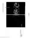 Fig. 04 - DISPASE-BASED JUNCTIONAL PROTEIN TENSOR DISH
