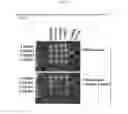 Fig. 07 - Materials and methods for identifying and using yeast strains that metabolize pentose sugars in the presence of D-glucose