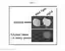 Fig. 08 - Materials and methods for identifying and using yeast strains that metabolize pentose sugars in the presence of D-glucose