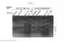 Fig. 10 - Materials and methods for identifying and using yeast strains that metabolize pentose sugars in the presence of D-glucose