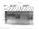 Fig. 11 - Materials and methods for identifying and using yeast strains that metabolize pentose sugars in the presence of D-glucose