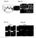 Fig. 03 - Stem cells having thin multilayer structure