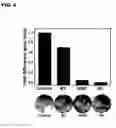 Fig. 06 - Stem cells having thin multilayer structure