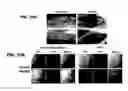 Fig. 08 - Stem cells having thin multilayer structure
