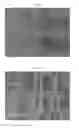 Fig. 03 - Active-ester-group-containing composition for producing fibers, and cell culture scaffold material using fibers produced from active-ester-group-containing composition