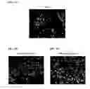 Fig. 06 - Differentiation of human embryonic stem cells into pancreatic endocrine cells