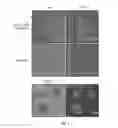 Fig. 08 - APPLICATION OF INDUCED PLURIPOTENT STEM CELLS TO GENERATE ADOPTIVE CELL THERAPY PRODUCTS