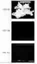 Fig. 08 - Adeno-associated virus virions with variant capsid and methods of use thereof