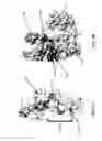 Fig. 10 - Compositions and methods of engineered CRISPR-Cas9 systems using split-nexus Cas9-associated polynucleotides