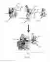 Fig. 14 - Compositions and methods of engineered CRISPR-Cas9 systems using split-nexus Cas9-associated polynucleotides