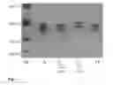 Fig. 08 - Amylase variants having reduced disposition to form deamidation products